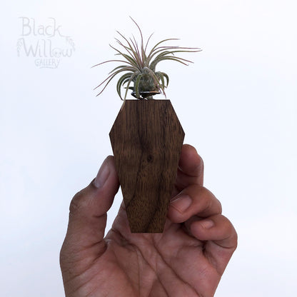 Black Walnut Coffin Planter